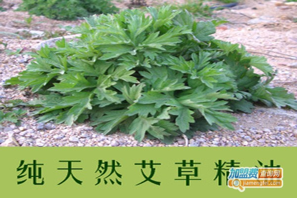 七星蕲艾艾炙养生馆加盟费