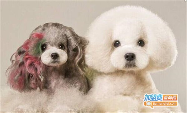 艺佳宠物美容培训加盟费