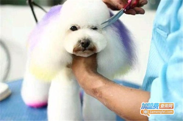 艺佳宠物美容培训加盟费