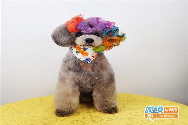 上美宠艺宠物培训加盟门店