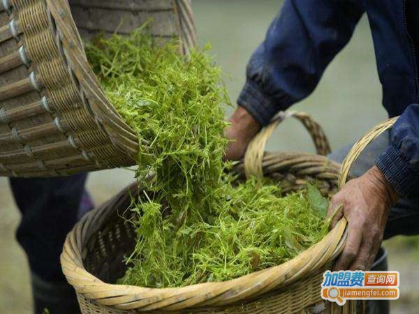 梵净山藤茶加盟门店