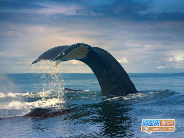 美之旅教育加盟费