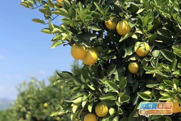 阿里果果加盟费