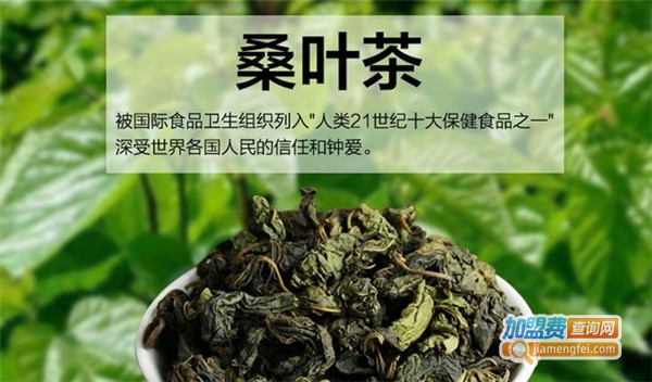 桑叶茶加盟费