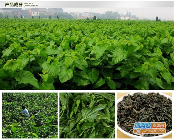 桑叶茶加盟费