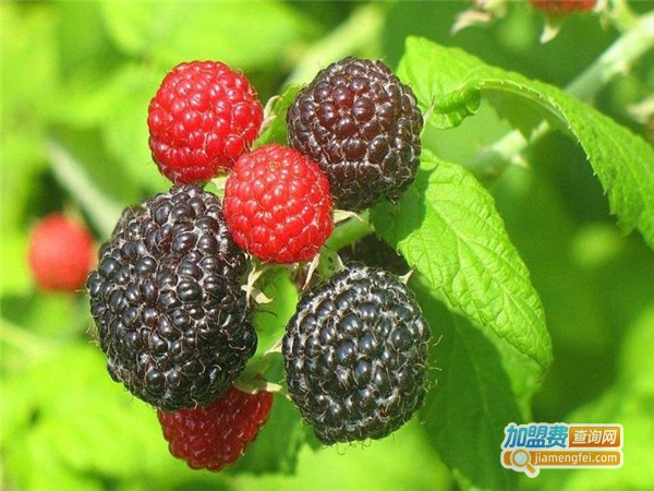 阿莲水果档加盟费