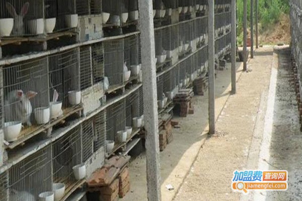 农福生兔子养殖加盟费