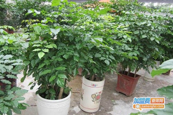 高峰绿宝加盟门店