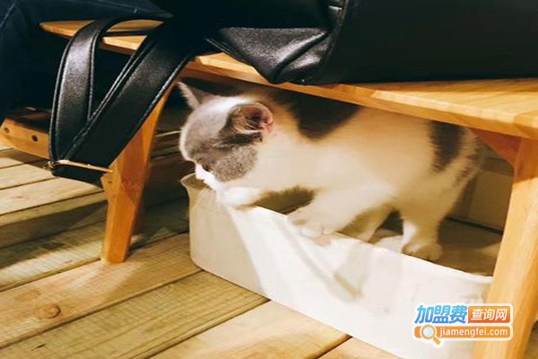 cattery猫窝咖啡馆加盟费