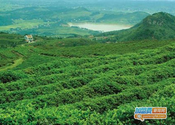 安溪茶业加盟费