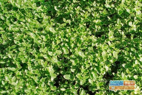 东狮茶叶加盟费