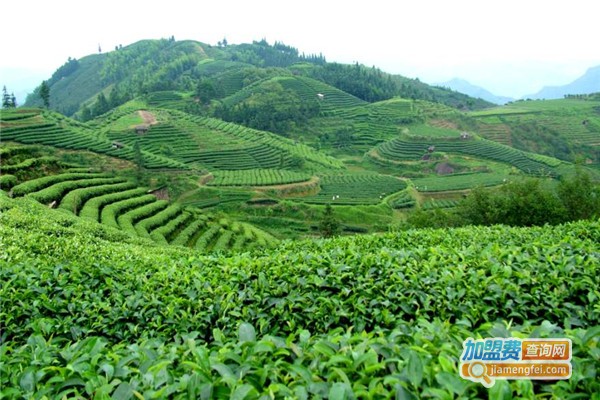 崔圆茶叶加盟费