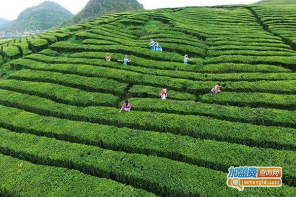 四月の茶加盟门店