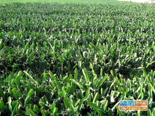 火龙综合养殖加盟费