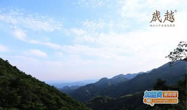 岁越黑茶加盟费