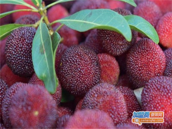 佰惠鲜水果店加盟