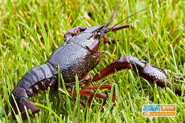 华丰九号小龙虾加盟门店