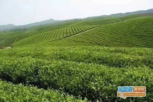 天园茶叶加盟门店