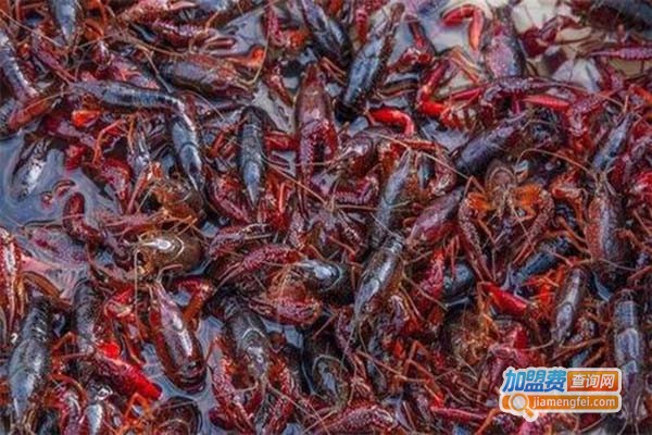 华丰九号小龙虾加盟门店