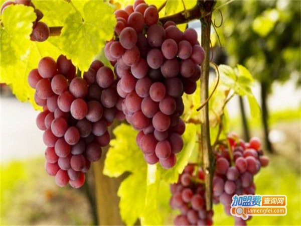 佰惠鲜水果店加盟