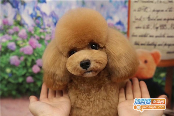 爱狗宠物美容培训加盟费