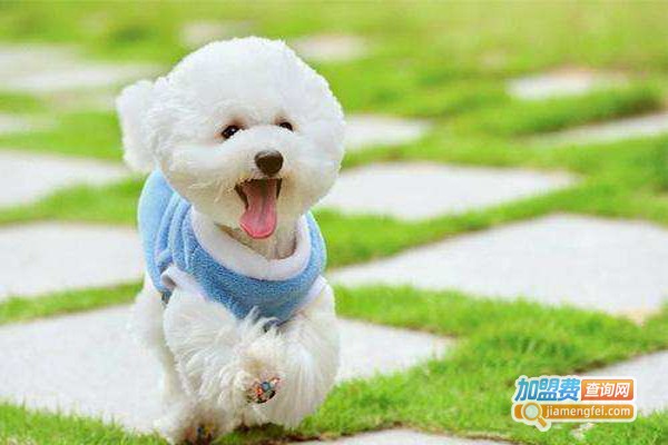 爱狗宠物美容培训加盟费