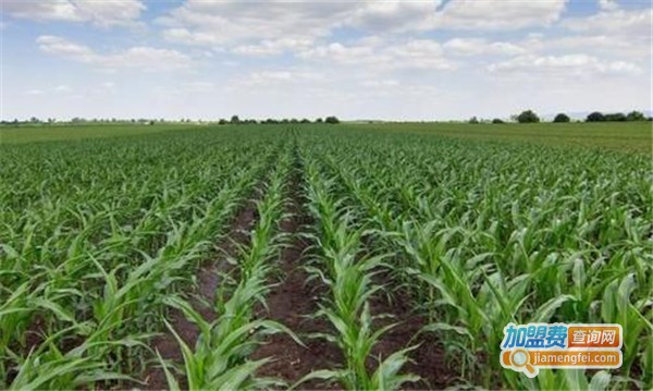 源田有机菌肥加盟费