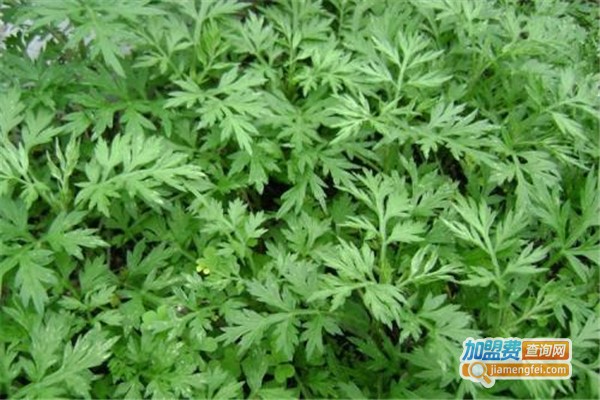 艾草药店加盟费