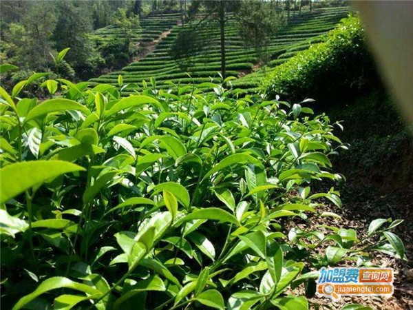 源田有机菌肥加盟费