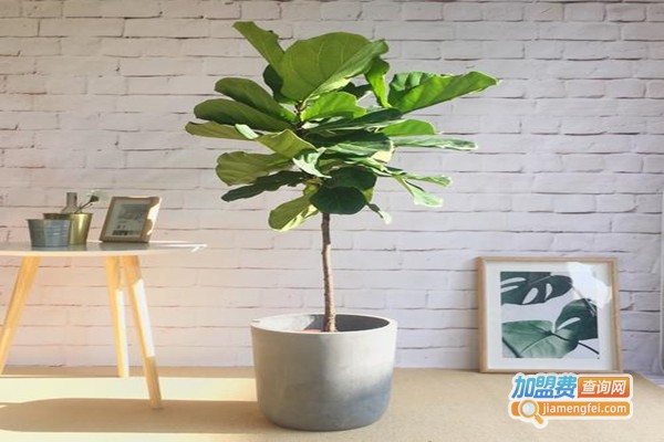 绿健君安除甲醛加盟门店