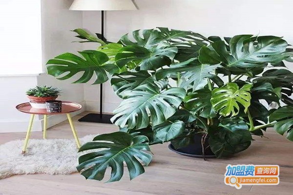 绿健君安除甲醛加盟门店