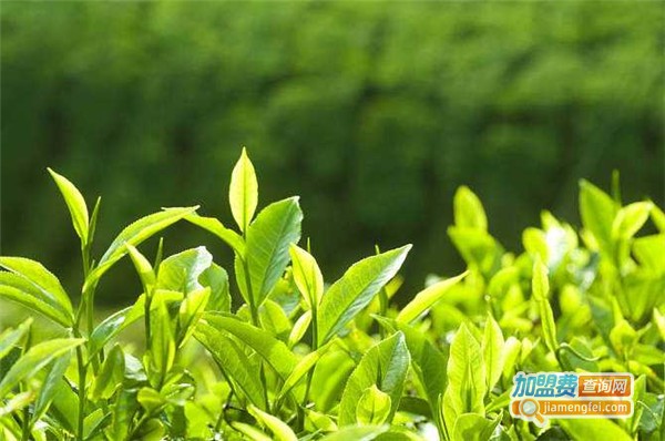百茗一品茶业