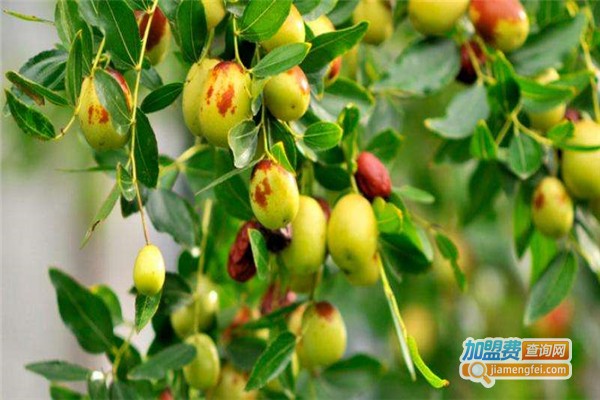 振化枣业加盟费