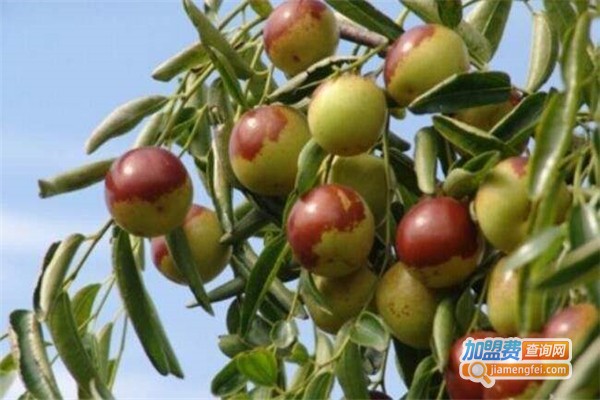 振化枣业加盟费