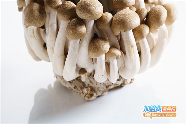菇粮菌饮加盟费