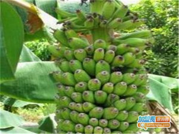 百鲜荟水果园加盟费