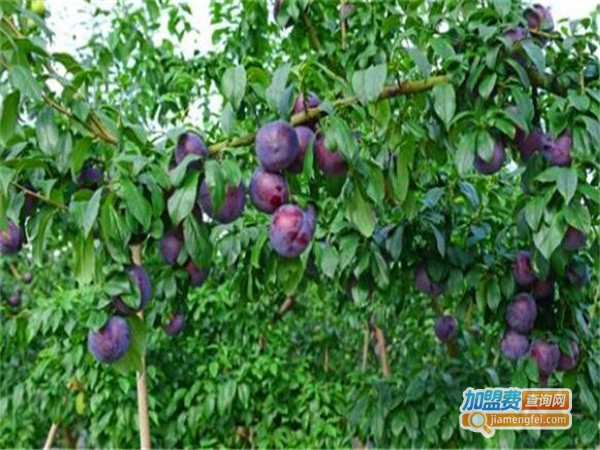 百鲜荟水果园加盟费