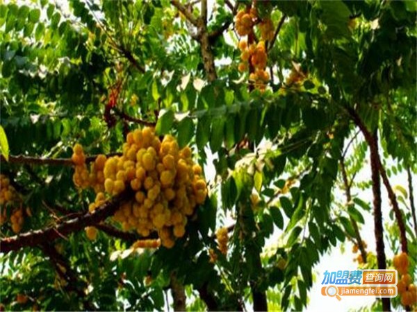 百鲜荟水果园加盟费