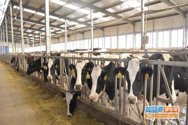 牧旺养殖加盟费