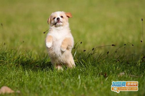 圣宠宠物店连锁加盟费