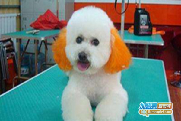 中宠教育加盟门店