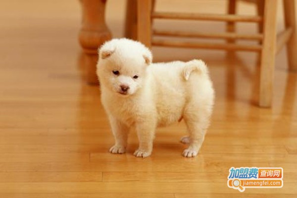 圣宠宠物店连锁加盟费