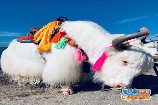 青海湖牦牛奶加盟费