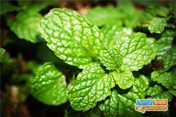 安然保健茶加盟费