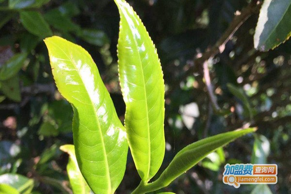 大唐盛华茶叶加盟门店