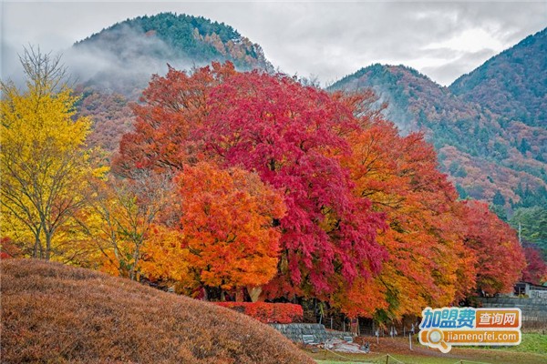 谷登油画加盟费