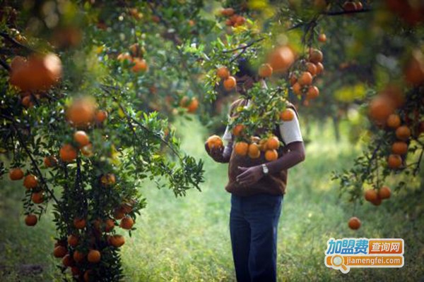 呈祥果业加盟门店