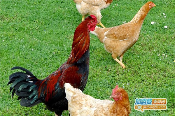 华益养殖加盟费