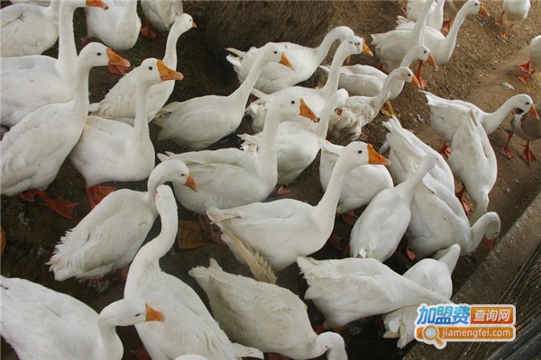 华益养殖加盟费