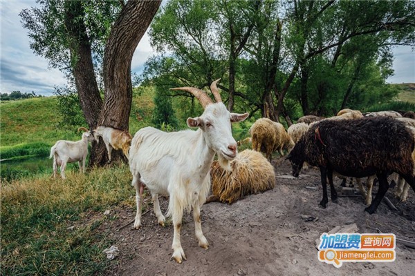 华益养殖加盟费